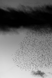 Preview wallpaper birds, flock, sky, clouds, black and white