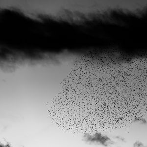 Preview wallpaper birds, flock, sky, clouds, black and white