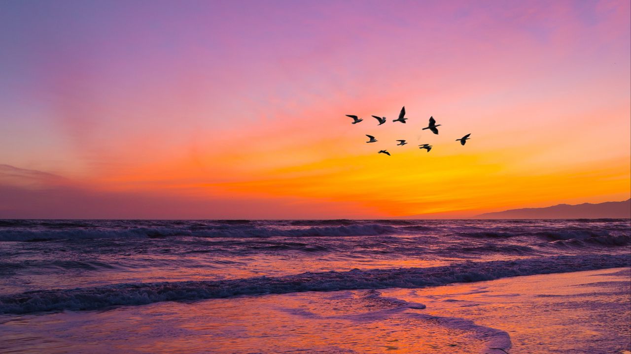 Wallpaper birds, flock, sunset, beach