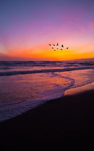 Preview wallpaper birds, flock, sunset, beach