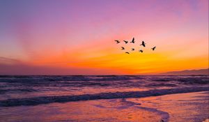 Preview wallpaper birds, flock, sunset, beach