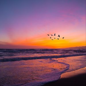 Preview wallpaper birds, flock, sunset, beach