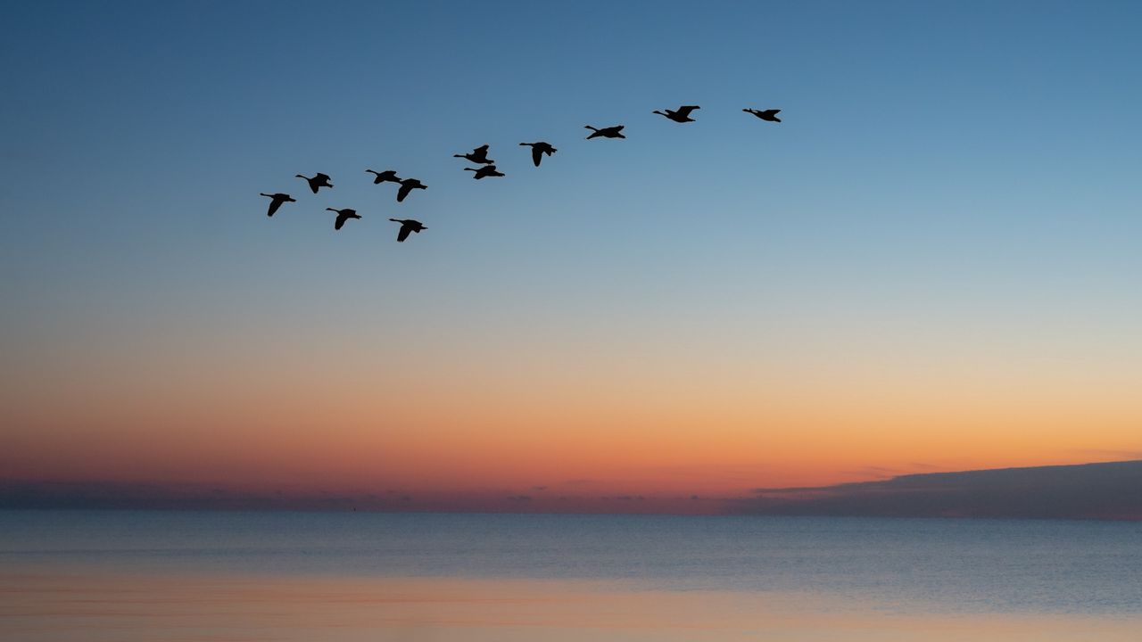 Wallpaper birds, flock, sunset, twilight, water