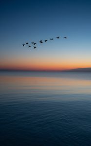 Preview wallpaper birds, flock, sunset, twilight, water