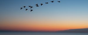 Preview wallpaper birds, flock, sunset, twilight, water