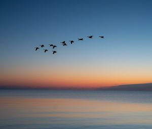 Preview wallpaper birds, flock, sunset, twilight, water