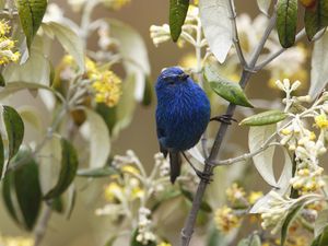 Preview wallpaper birds, flowers, branches, color