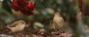 Preview wallpaper birds, flowers, red, roses