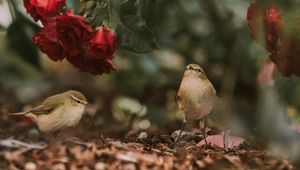 Preview wallpaper birds, flowers, red, roses