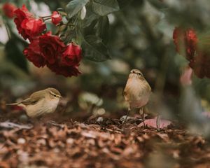 Preview wallpaper birds, flowers, red, roses