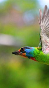 Preview wallpaper birds, flying, colorful, female, tree