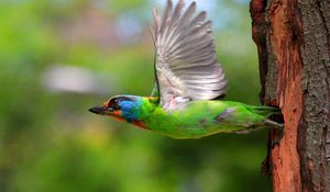 Preview wallpaper birds, flying, colorful, female, tree