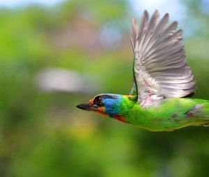 Preview wallpaper birds, flying, colorful, female, tree