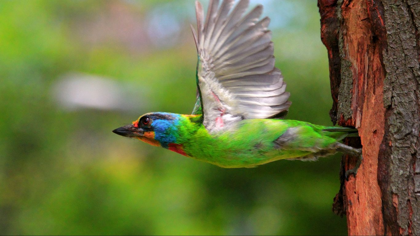 Download wallpaper 1366x768 birds, flying, colorful, female, tree ...