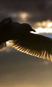 Preview wallpaper birds, flying, silhouette, shadow, sky