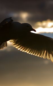 Preview wallpaper birds, flying, silhouette, shadow, sky