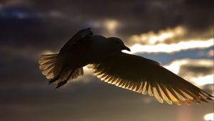 Preview wallpaper birds, flying, silhouette, shadow, sky