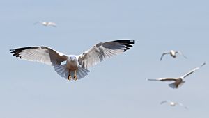 Preview wallpaper birds, flying, sky, swing