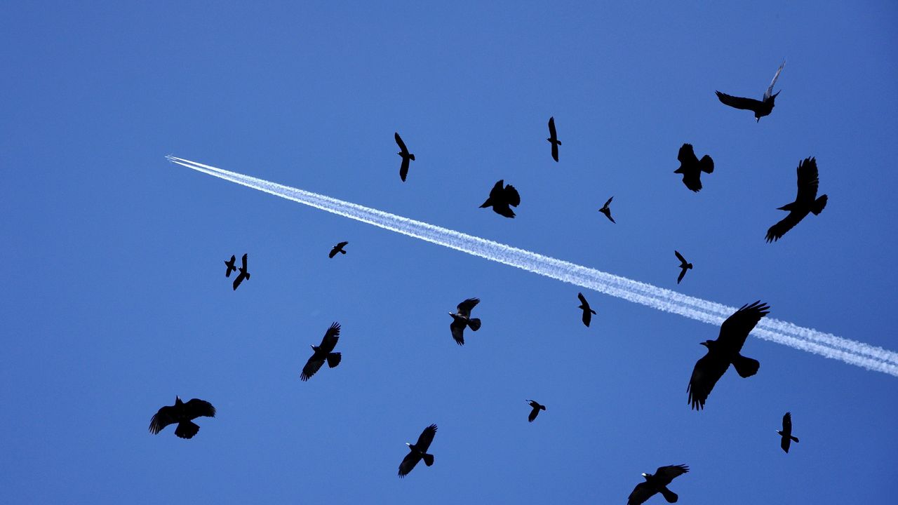 Wallpaper birds, flying, sky, flock