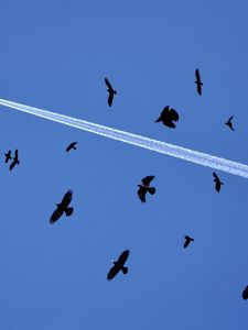 Preview wallpaper birds, flying, sky, flock