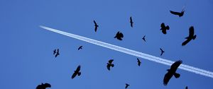 Preview wallpaper birds, flying, sky, flock