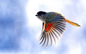 Preview wallpaper birds, flying, wings, flap