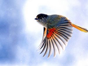Preview wallpaper birds, flying, wings, flap