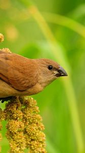 Preview wallpaper birds, grass, branch, flower