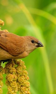 Preview wallpaper birds, grass, branch, flower