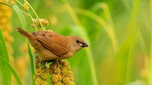 Preview wallpaper birds, grass, branch, flower