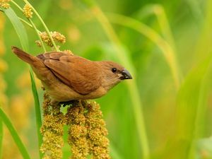 Preview wallpaper birds, grass, branch, flower