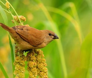 Preview wallpaper birds, grass, branch, flower