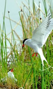 Preview wallpaper birds, grass, flying, swing