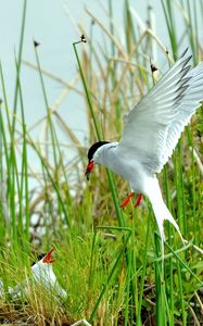 Preview wallpaper birds, grass, flying, swing