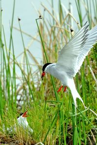 Preview wallpaper birds, grass, flying, swing