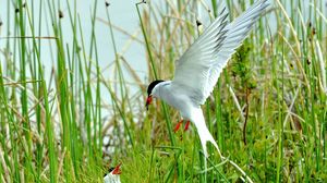 Preview wallpaper birds, grass, flying, swing