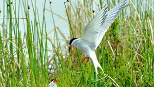 Preview wallpaper birds, grass, flying, swing