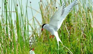 Preview wallpaper birds, grass, flying, swing