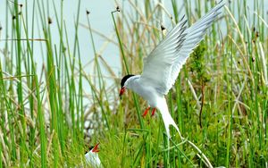 Preview wallpaper birds, grass, flying, swing