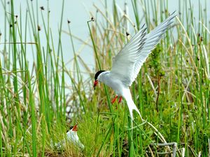 Preview wallpaper birds, grass, flying, swing