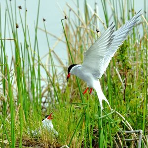 Preview wallpaper birds, grass, flying, swing