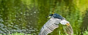 Preview wallpaper birds, grass, flying