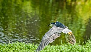 Preview wallpaper birds, grass, flying