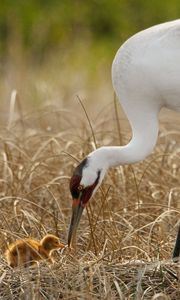 Preview wallpaper birds, grass, nest, white crane, chick, progeny