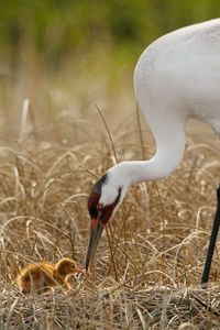 Preview wallpaper birds, grass, nest, white crane, chick, progeny