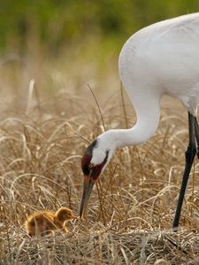 Preview wallpaper birds, grass, nest, white crane, chick, progeny