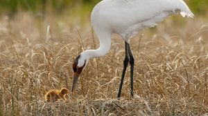 Preview wallpaper birds, grass, nest, white crane, chick, progeny