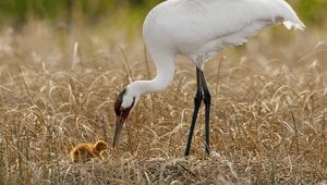 Preview wallpaper birds, grass, nest, white crane, chick, progeny