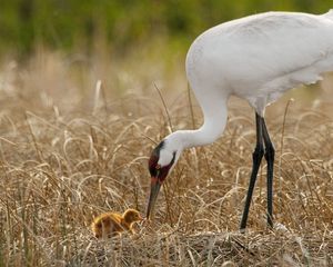 Preview wallpaper birds, grass, nest, white crane, chick, progeny