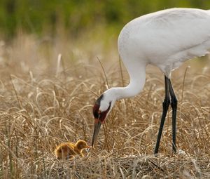 Preview wallpaper birds, grass, nest, white crane, chick, progeny